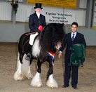 Bashful Bobby Dazzler - Coloured Dressage Cob Stallion